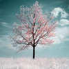 Pink Tree
